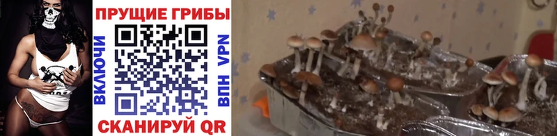 Купить где  Лобня  Псилоцибиновые грибы прущие грибы 